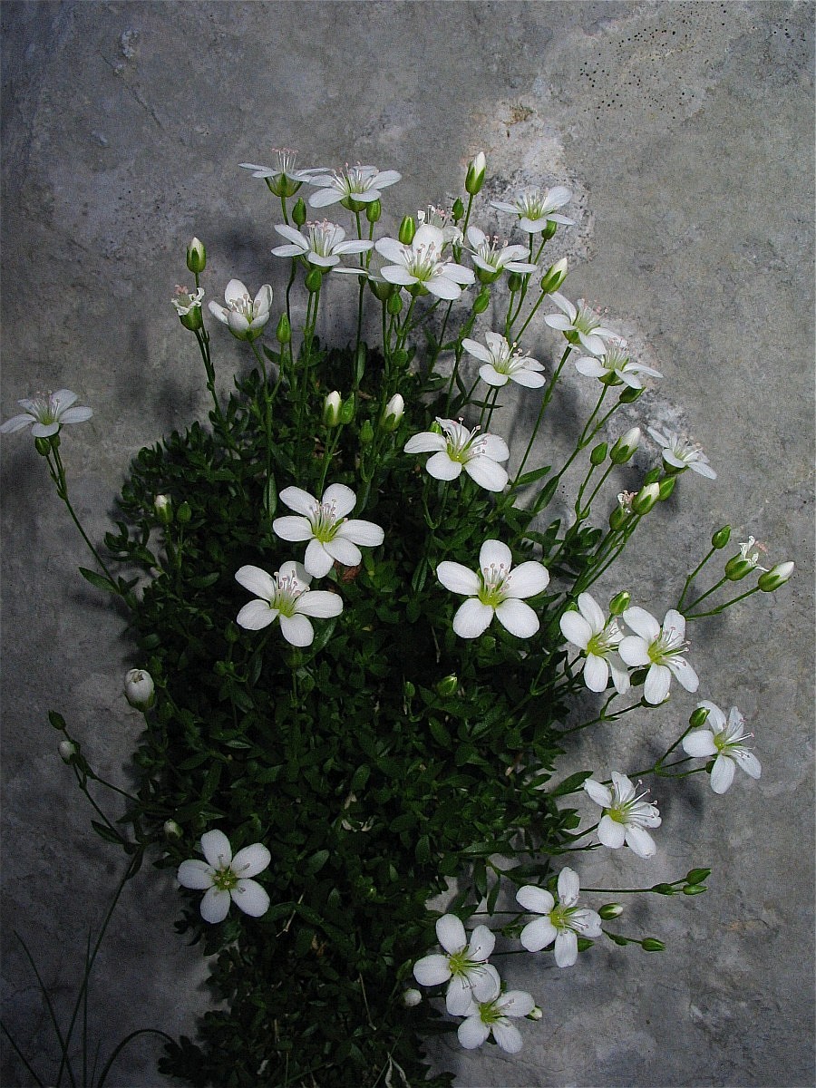 Arenaria gracilis